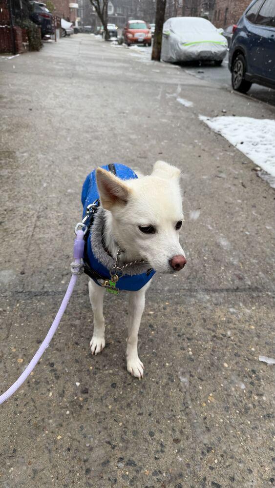 Enlarge Hoon-nam, a Adoptable Jindo in Long Island City, NY image 1/5