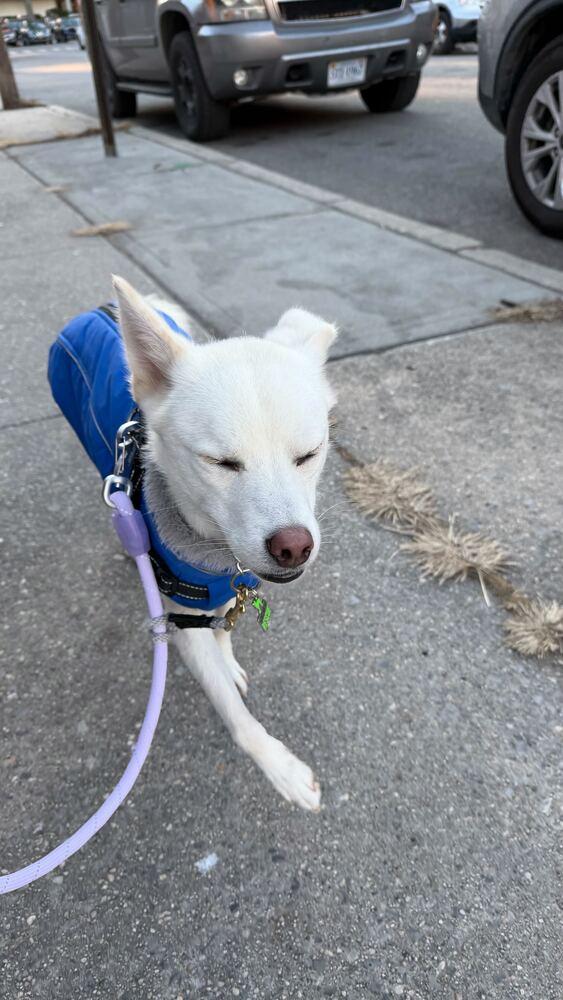 Enlarge Hoon-nam, a Adoptable Jindo in Long Island City, NY image 3/5