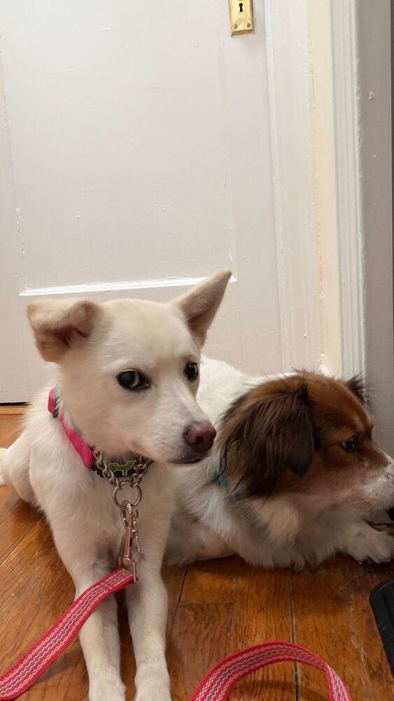 Enlarge Hoon-nam, a Adoptable Jindo in Long Island City, NY image 4/5