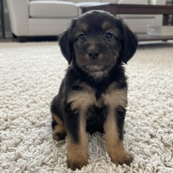 Millie, Adopted, Puppy Female Terrier & Mixed Breed.