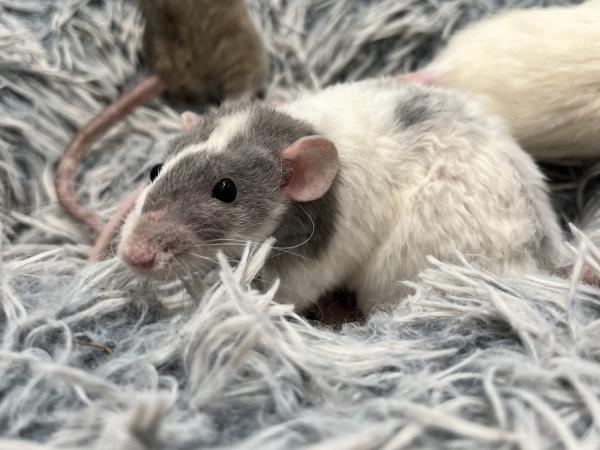 Stranger Things Ladies, ADOPTABLE, Adult Female Rat.