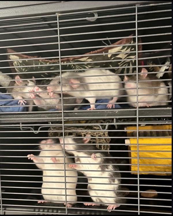 Enlarge Stranger Things Ladies, a ADOPTABLE Rat in Dedham, MA image 2/5