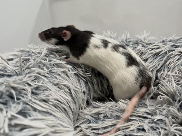 Enlarge Stranger Things Ladies, a ADOPTABLE Rat in Dedham, MA image 3/5