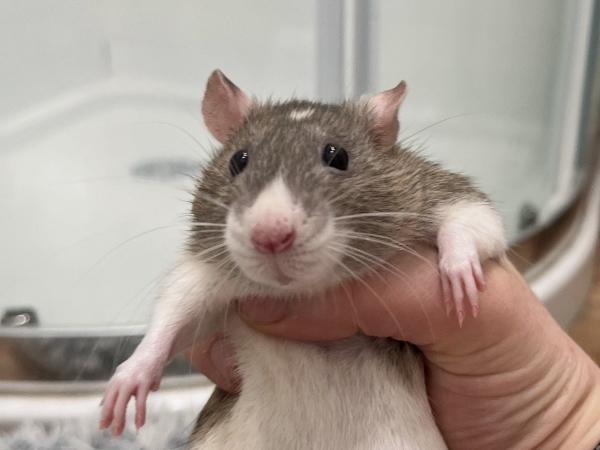 Enlarge Stranger Things Ladies, a ADOPTABLE Rat in Dedham, MA image 4/5