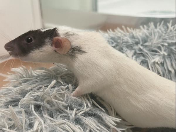 Enlarge Stranger Things Ladies, a ADOPTABLE Rat in Dedham, MA image 5/5