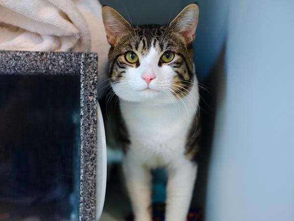 Enlarge Leon, a Adoptable mixed breed in Ridgewood, NY image 1/1
