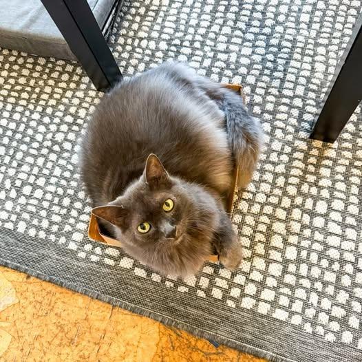 Jekyll, Adoptable, Senior Male Domestic Long Hair.