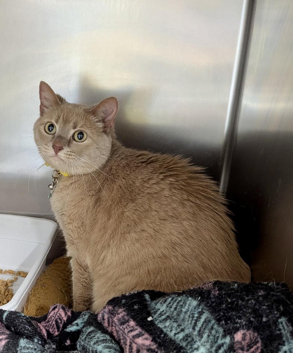 Rose, adopted, Adult Female Domestic Short Hair.