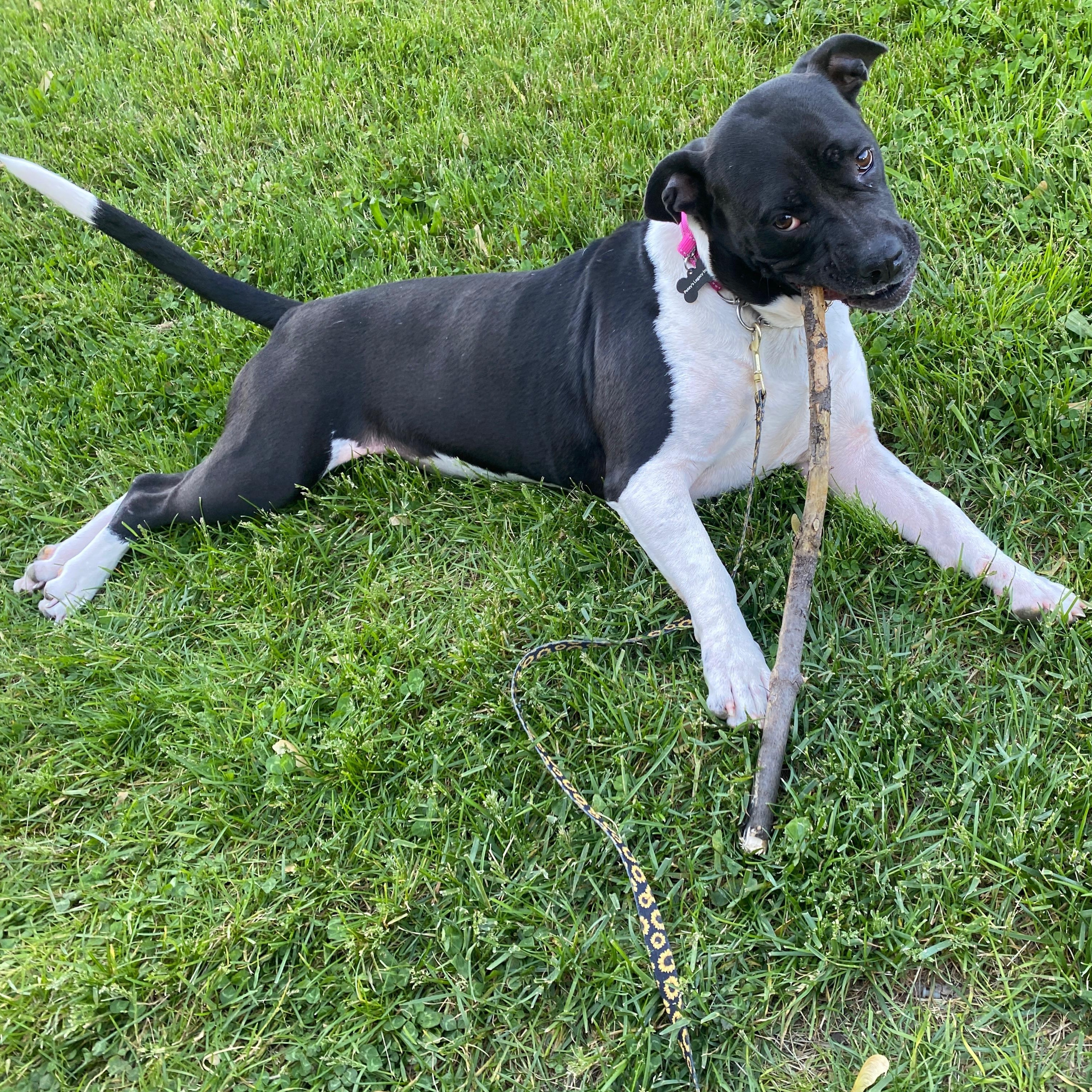 Miranda, a ADOPTABLE mixed breed in Schenectady, NY image 4/5