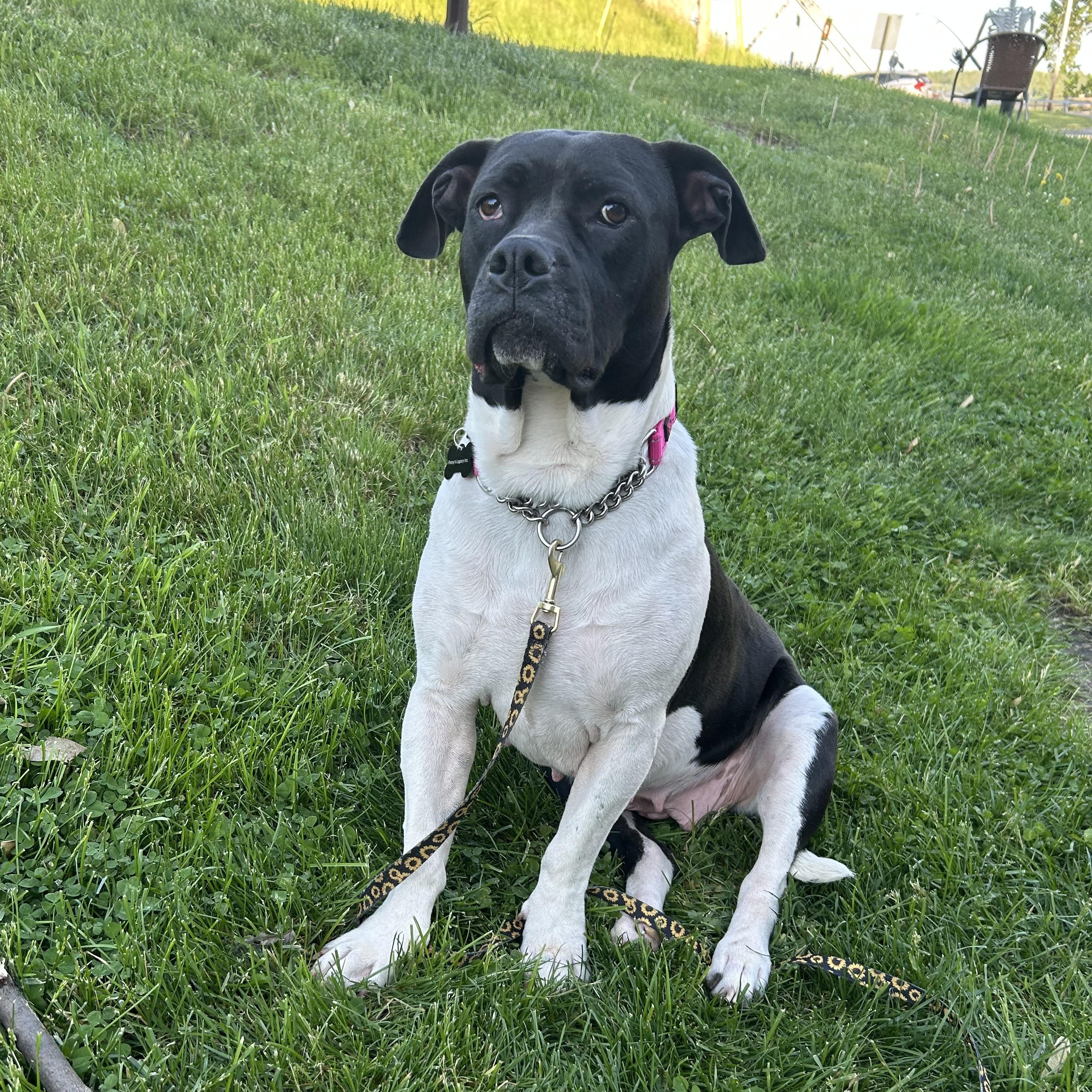 Miranda, a ADOPTABLE mixed breed in Schenectady, NY image 2/5