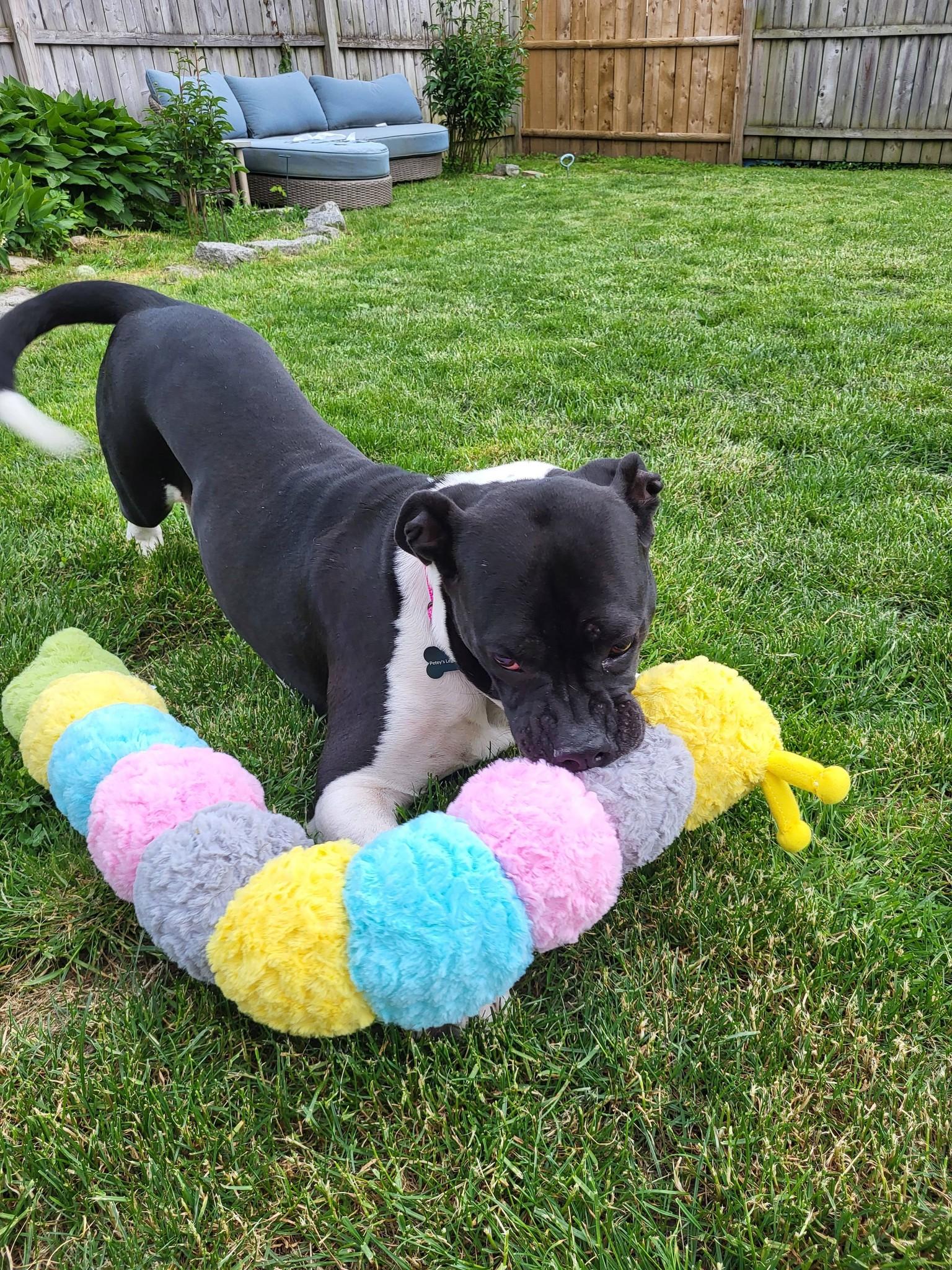 Miranda, a ADOPTABLE mixed breed in Schenectady, NY image 5/5