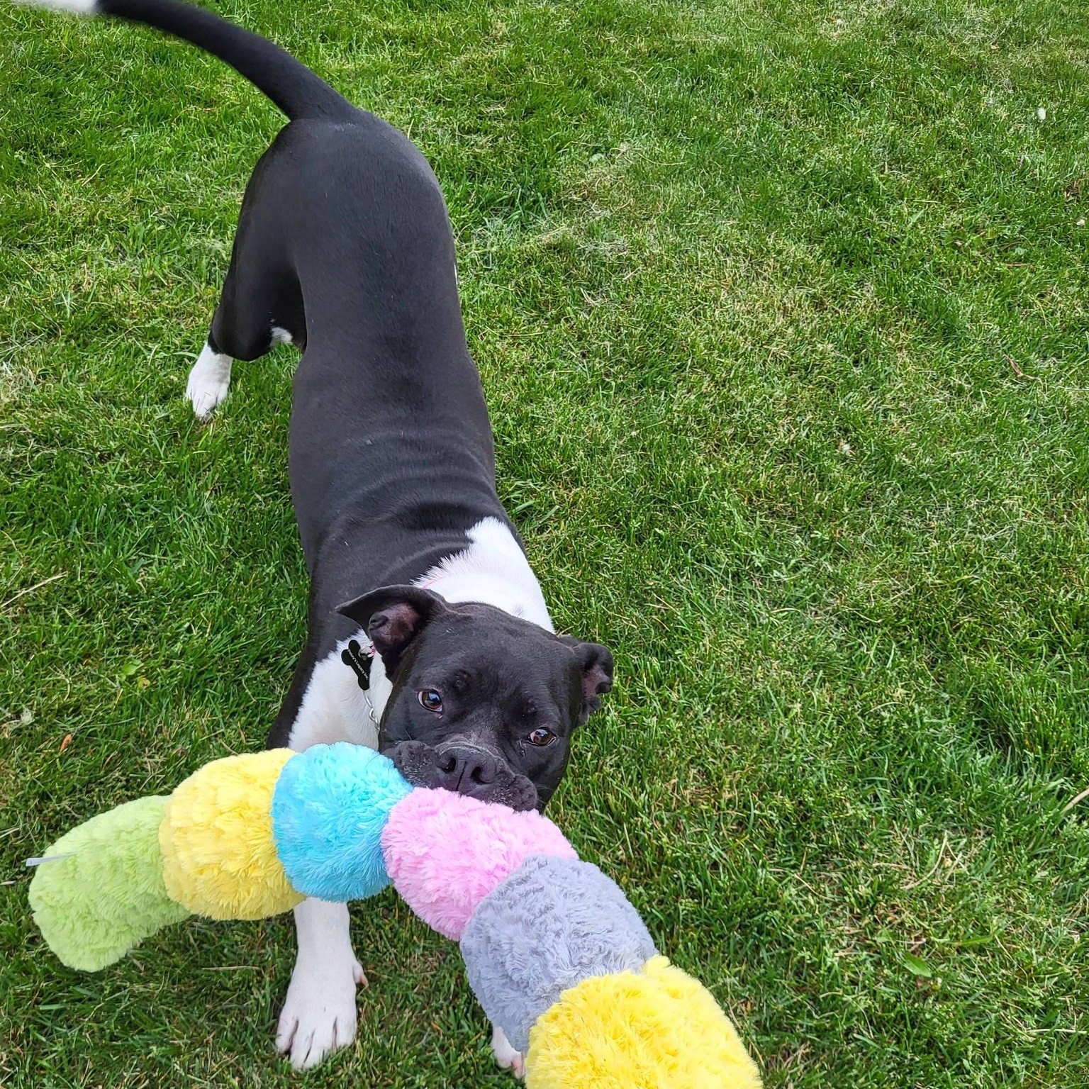 Miranda, ADOPTABLE, Young Female Boxer & Pit Bull Terrier.