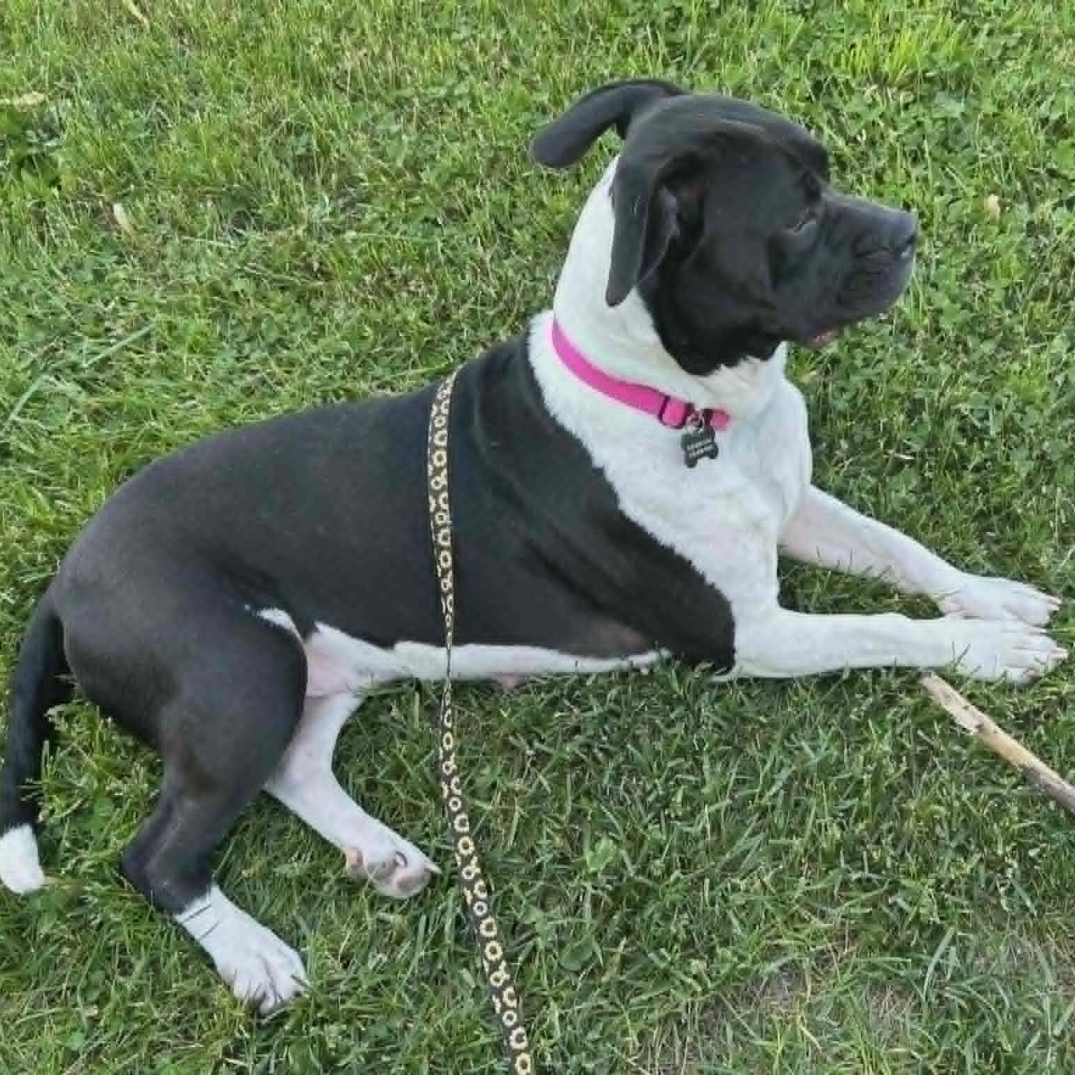 Miranda, a ADOPTABLE mixed breed in Schenectady, NY image 3/5