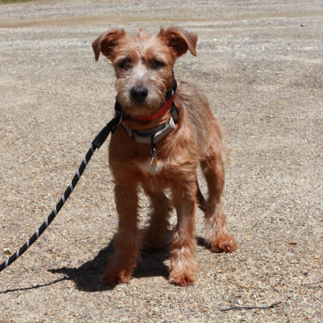 Enlarge CT Cecily avail May 16 (Tractor Supply- Putnam, CT), a Adoptable Mixed Breed in Stormville, NY image 1/6