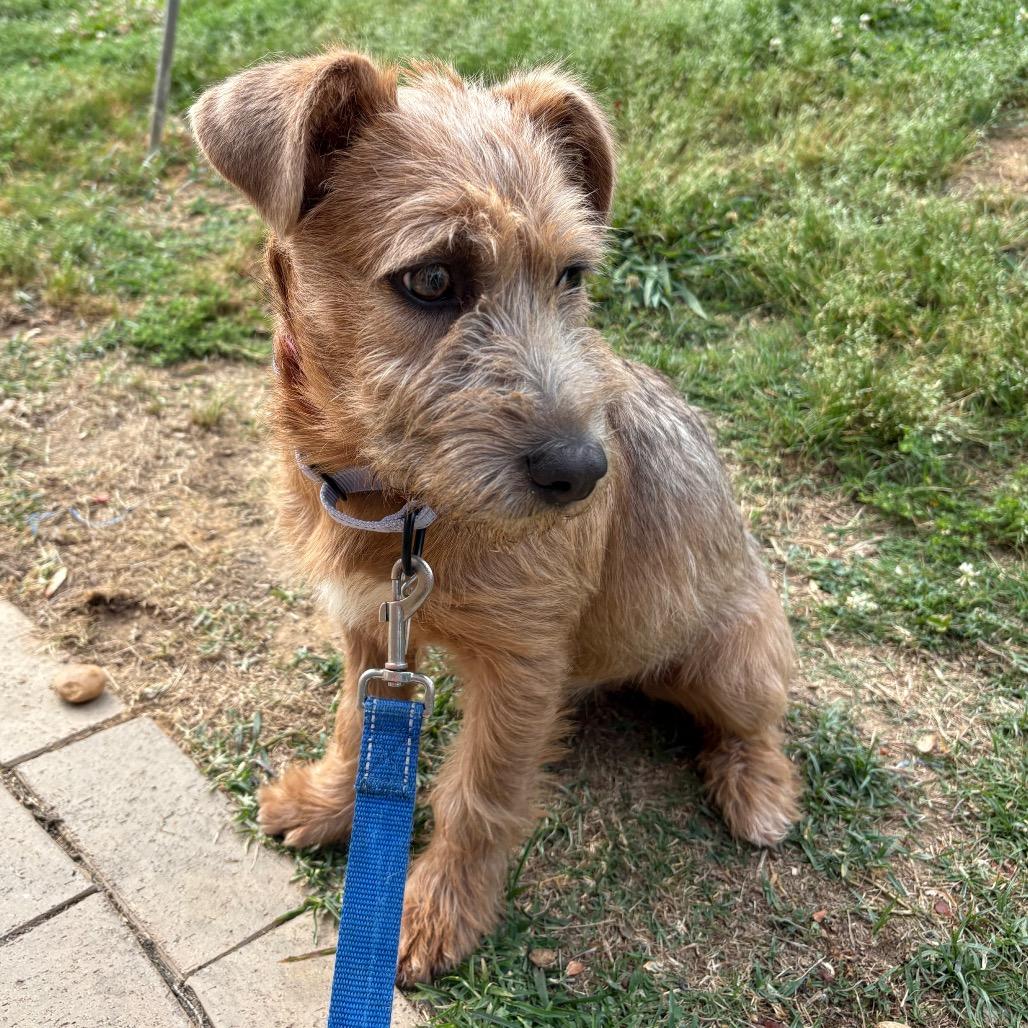 Enlarge CT Cecily avail May 16 (Tractor Supply- Putnam, CT), a Adoptable Mixed Breed in Stormville, NY image 2/6