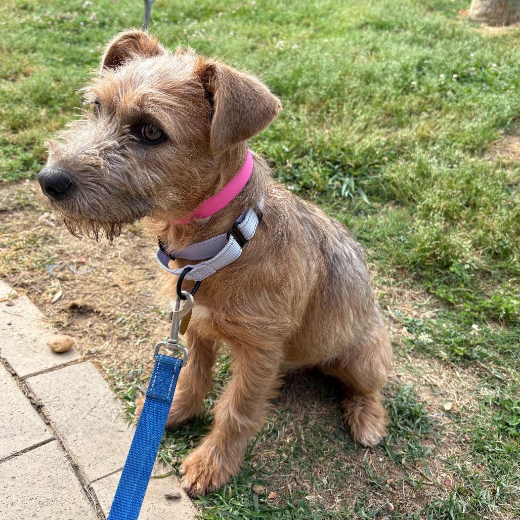 Enlarge CT Cecily avail May 16 (Tractor Supply- Putnam, CT), a Adoptable Mixed Breed in Stormville, NY image 4/6