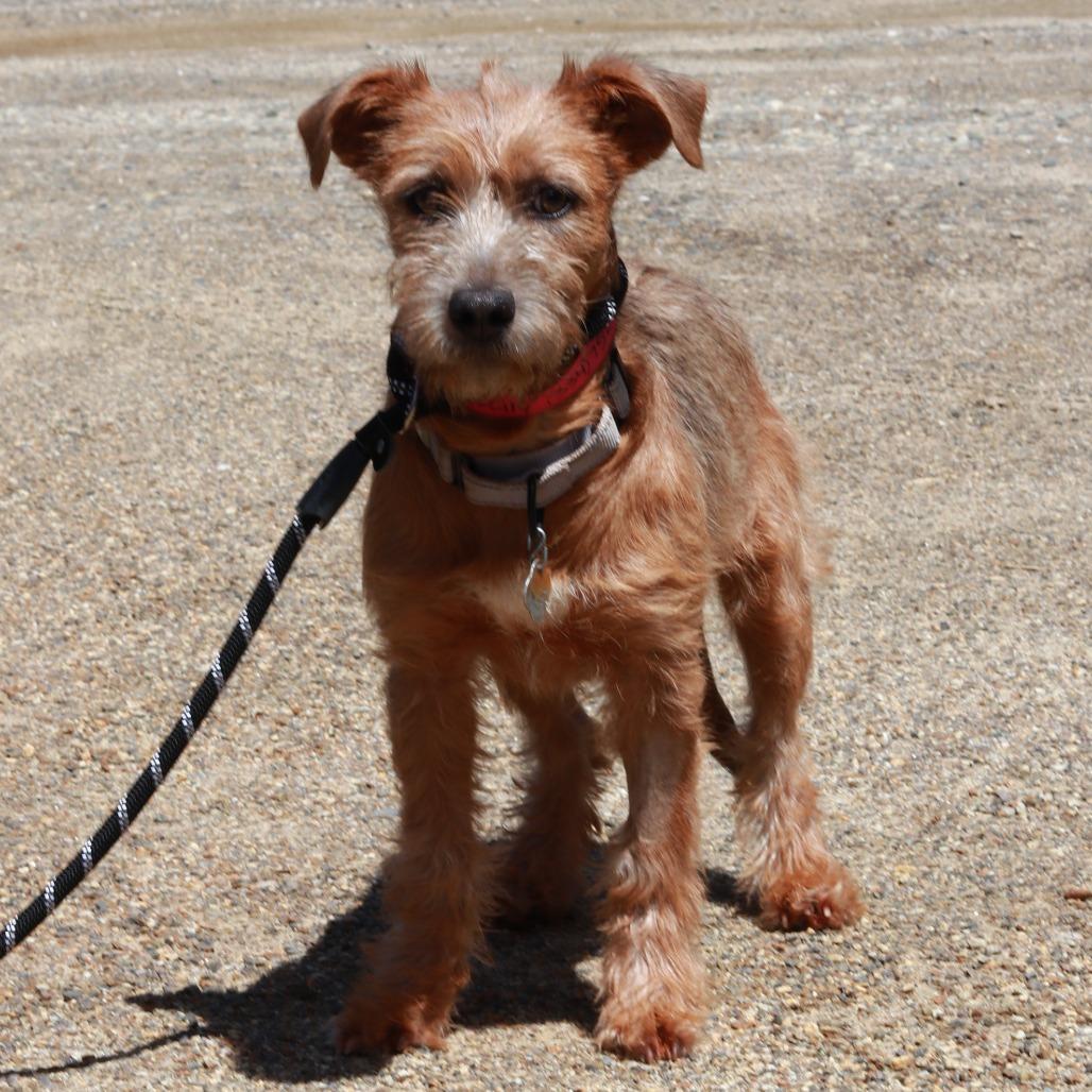 Enlarge CT Cecily avail May 16 (Tractor Supply- Putnam, CT), a Adoptable Mixed Breed in Stormville, NY image 5/6
