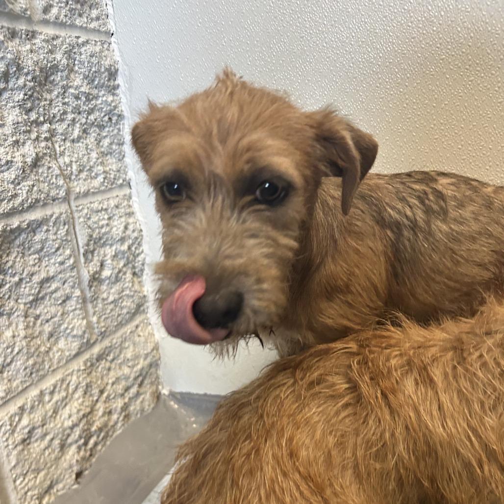 Enlarge CT Cecily avail May 16 (Tractor Supply- Putnam, CT), a Adoptable Mixed Breed in Stormville, NY image 6/6