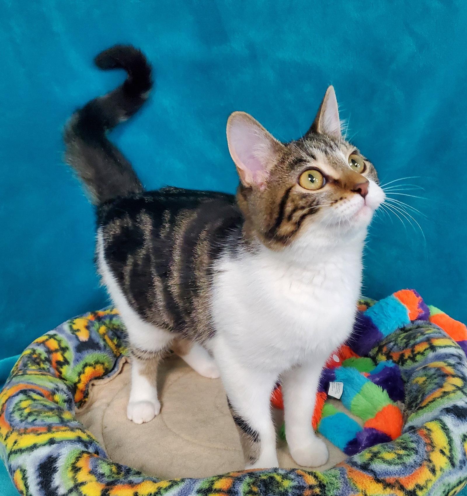 Enlarge Frida, a Adopted Domestic Short Hair in Greenville, IL image 2/2