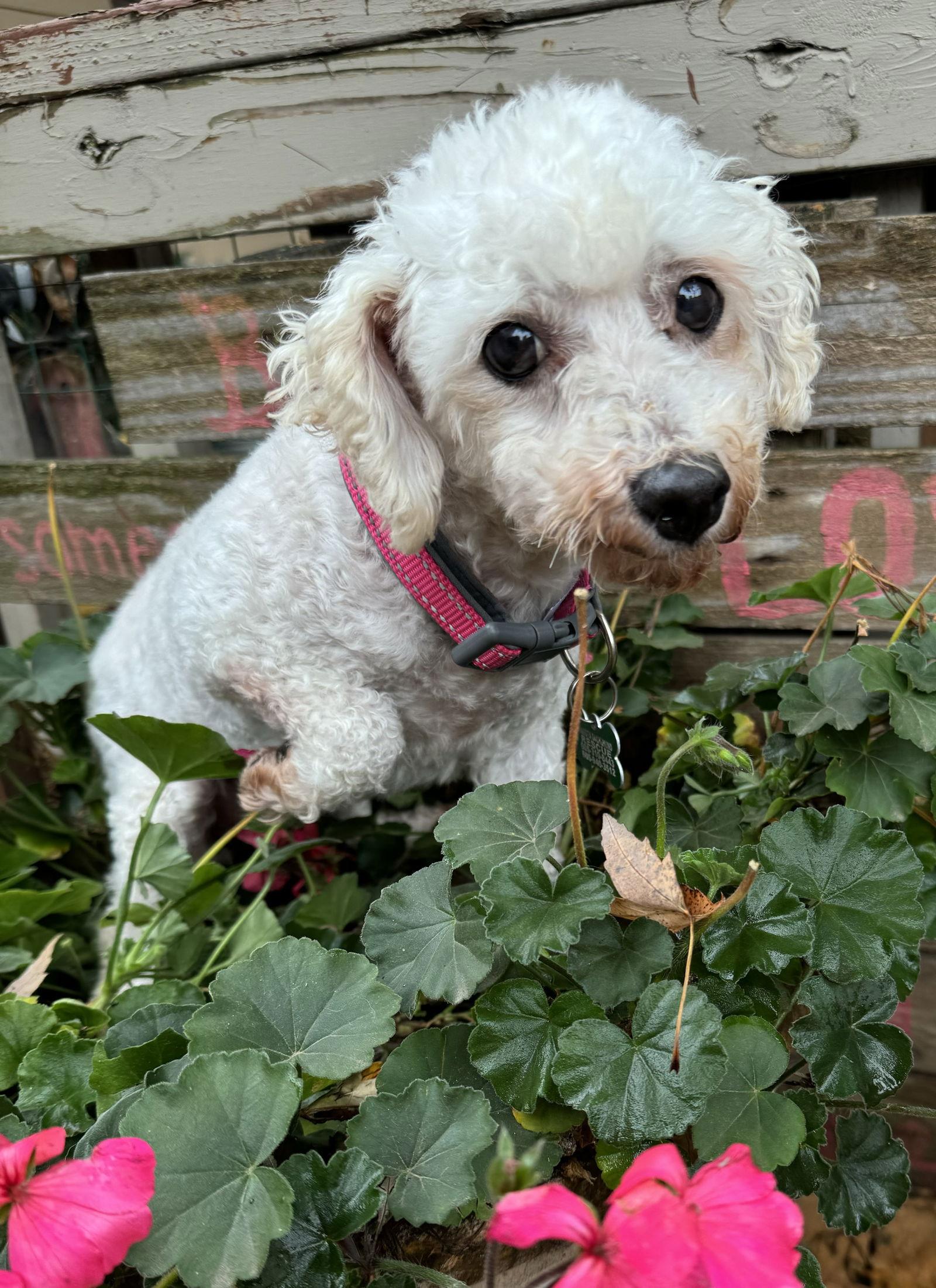 Snow, Adoptable, Senior Female Bichon Frise.