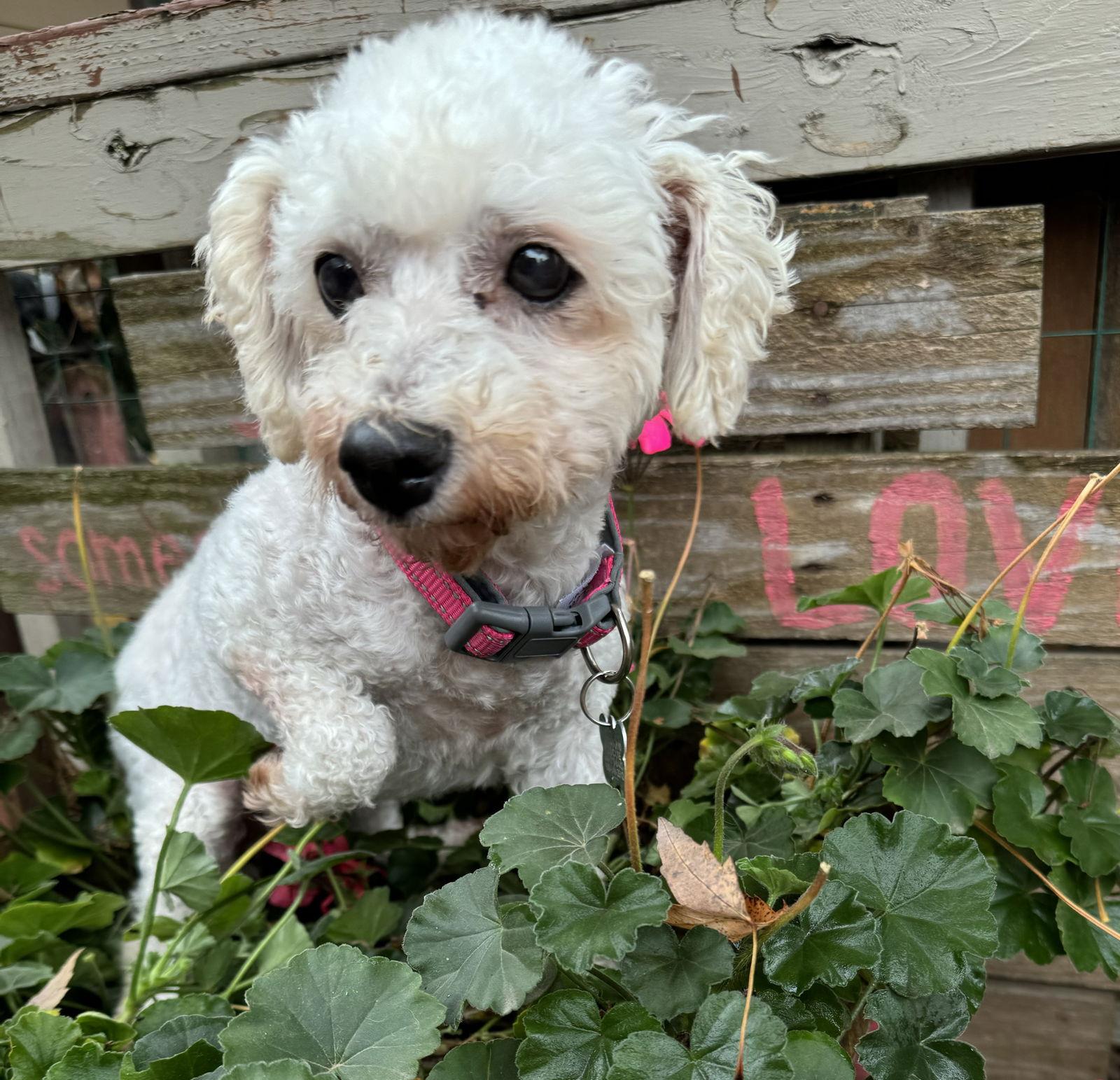 Snow, a Adoptable Bichon Frise in Sioux Falls, SD image 2/3