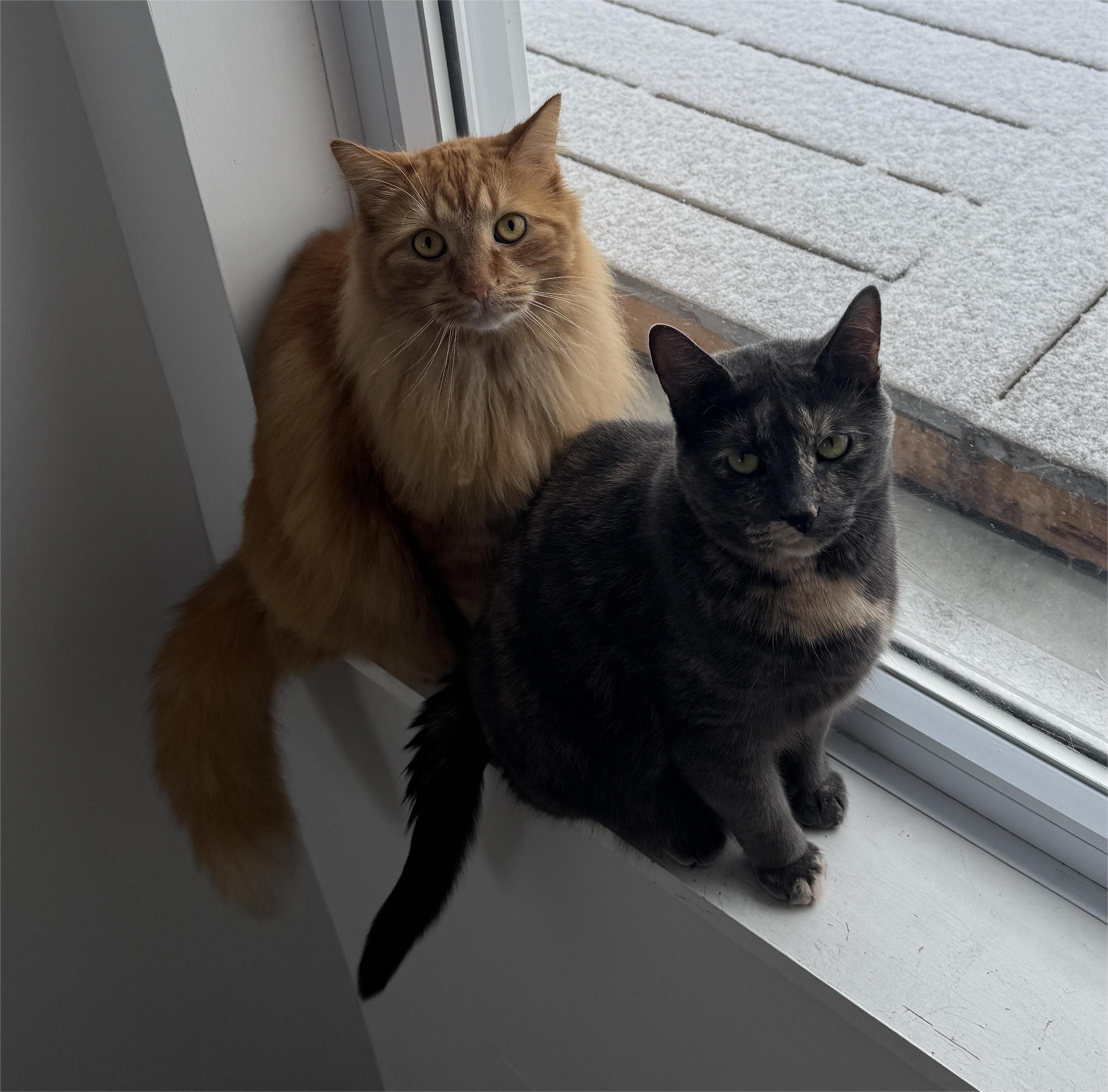 Enlarge Blake, an adoptable Domestic Short Hair in Stanstead, QC image 2/2