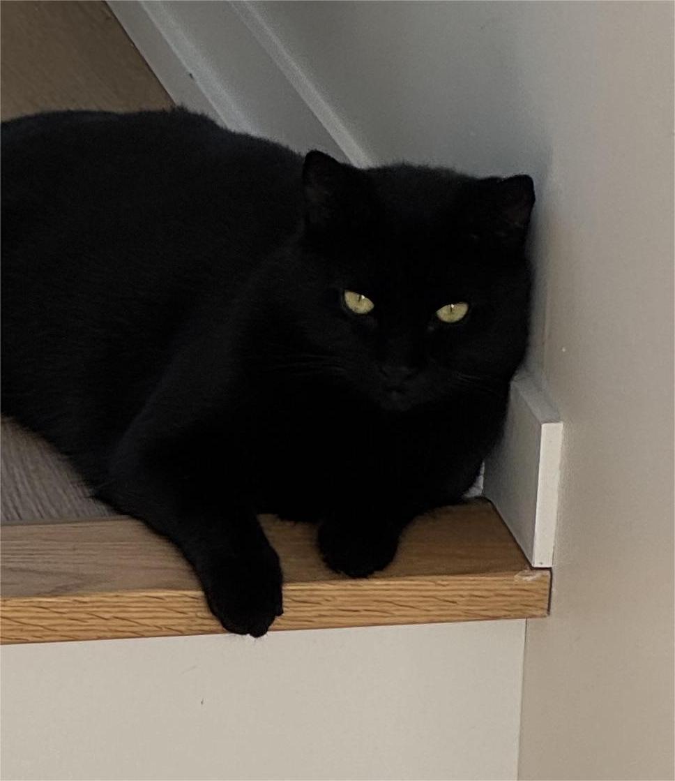 Blake, adoptable, Adult Male Domestic Short Hair.