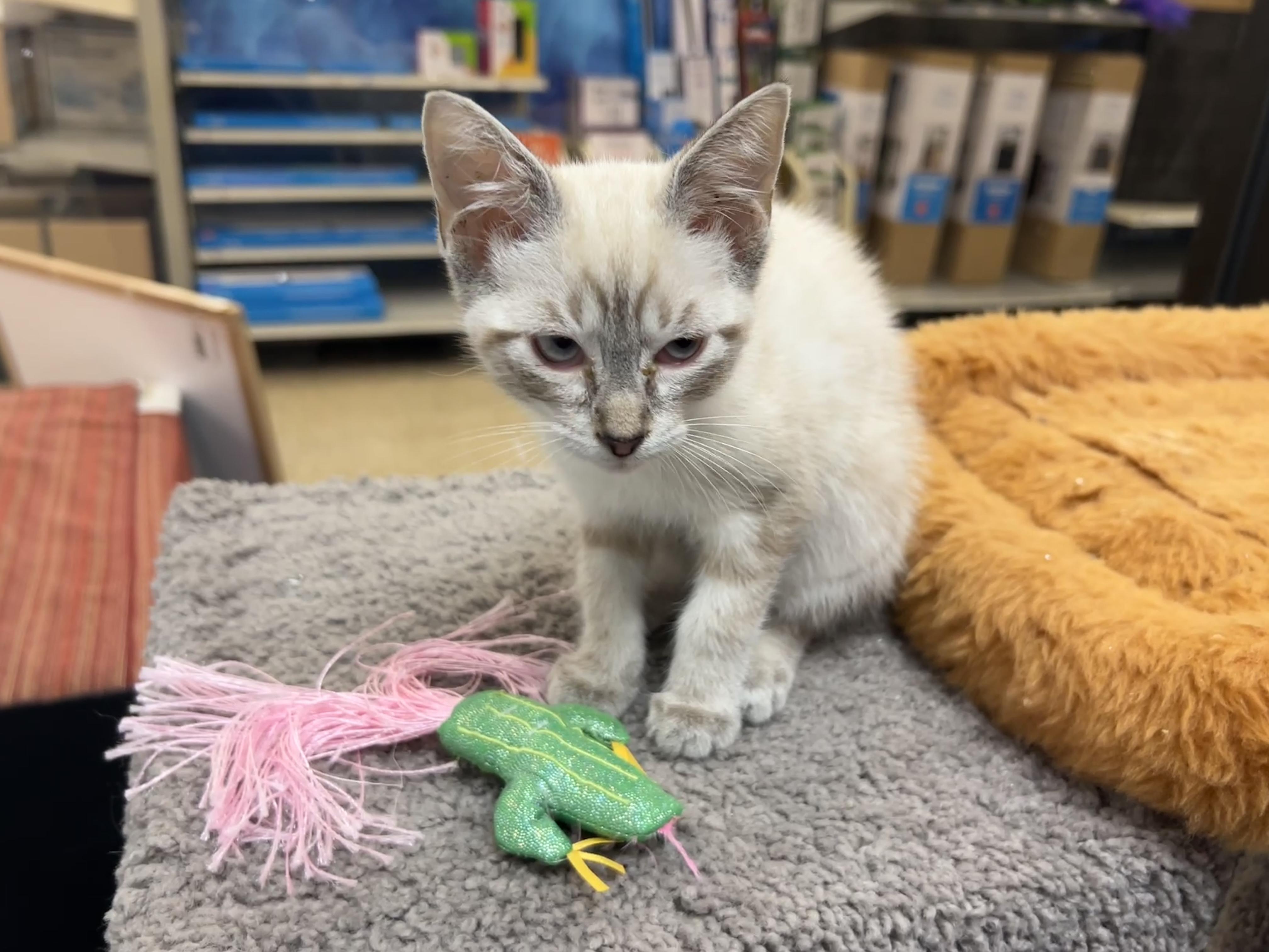 Mahina, an adopted mixed breed in Bradenton, FL image 2/3
