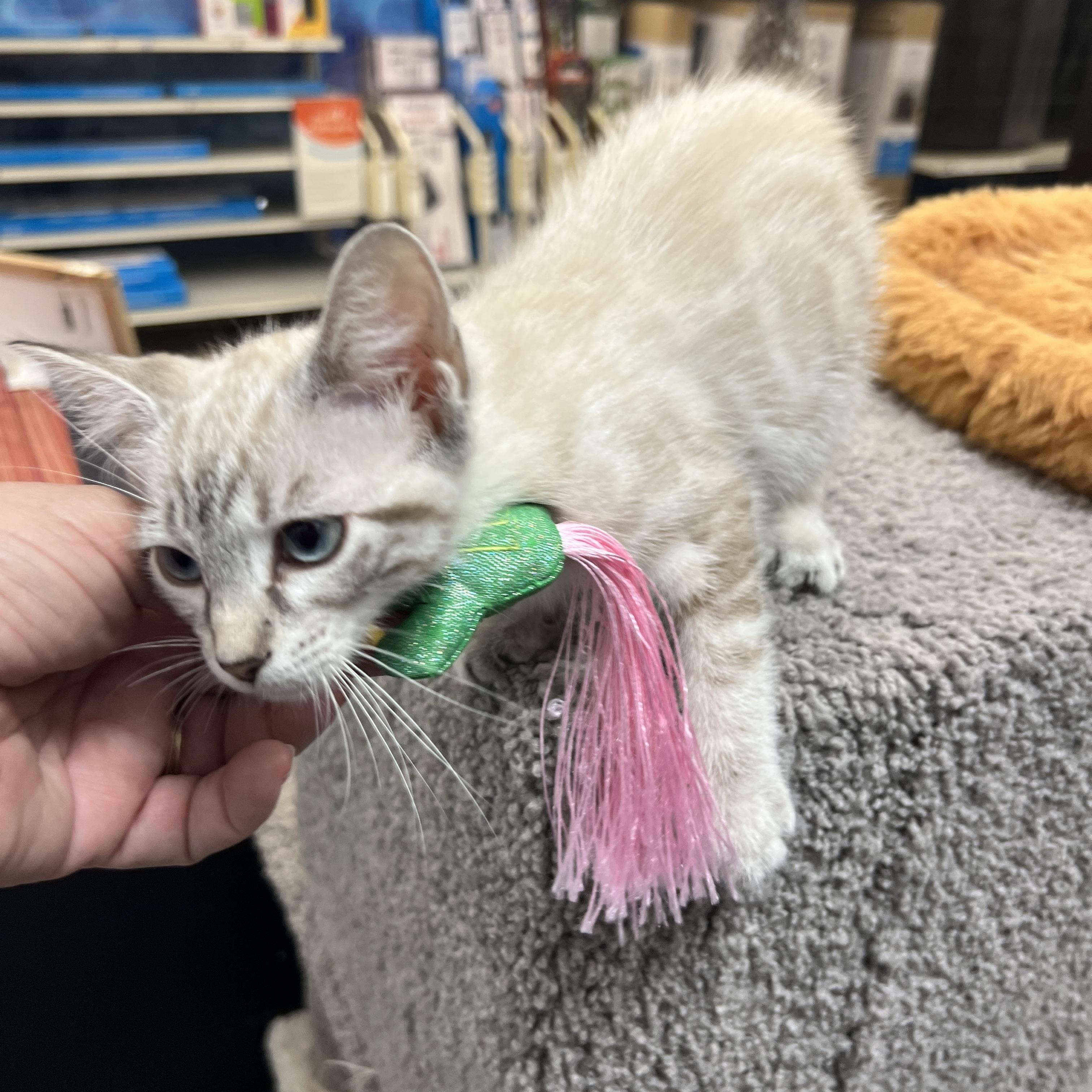 Mahina, adopted, Kitten Female Siamese.