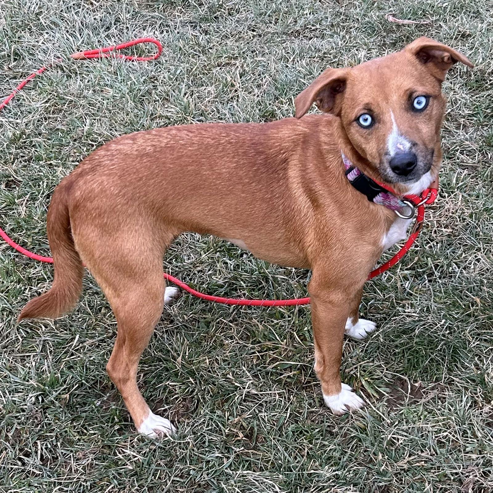 Enlarge Pupcup, a Adoptable Terrier in Norwood, OH image 1/3