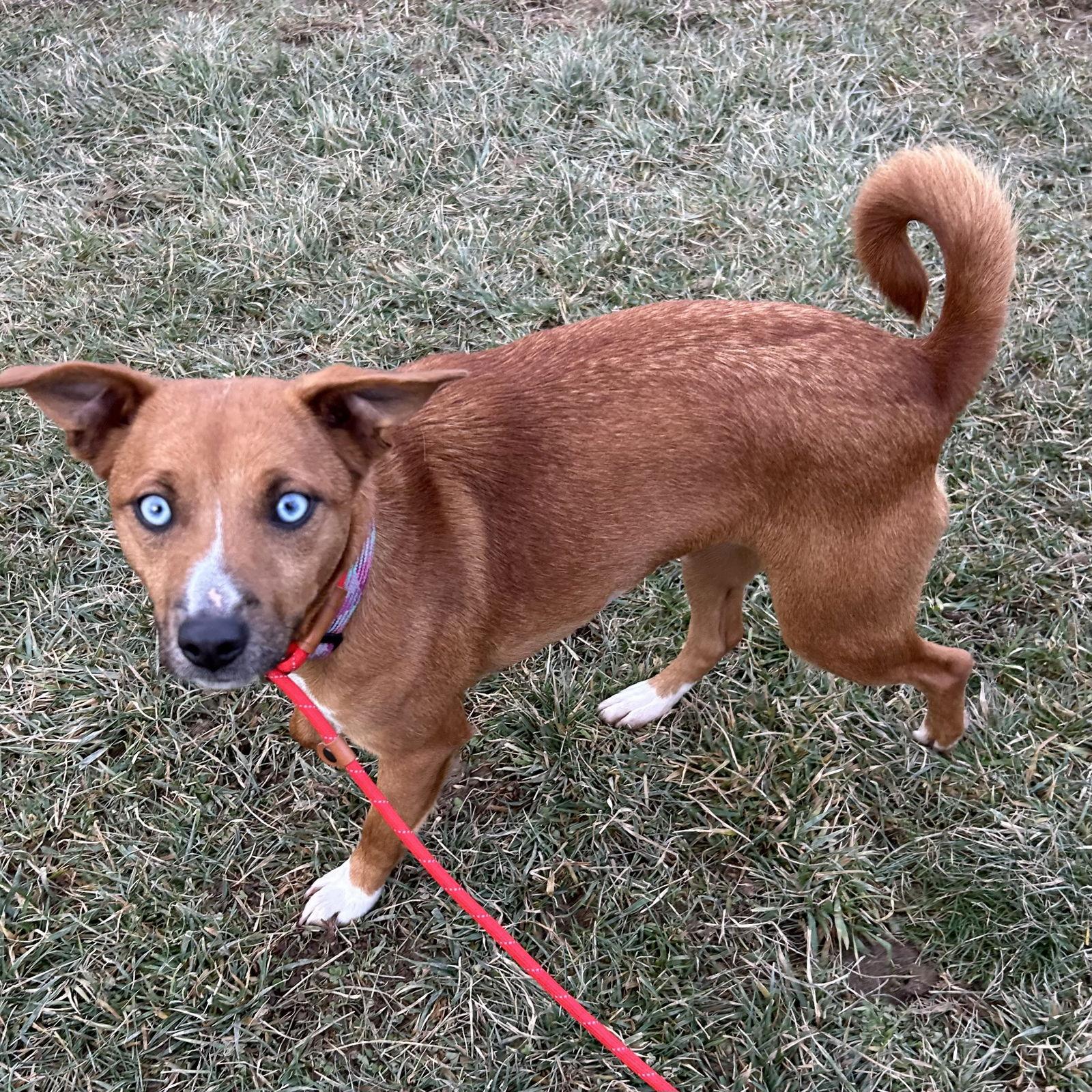 Enlarge Pupcup, a Adoptable Terrier in Norwood, OH image 2/3