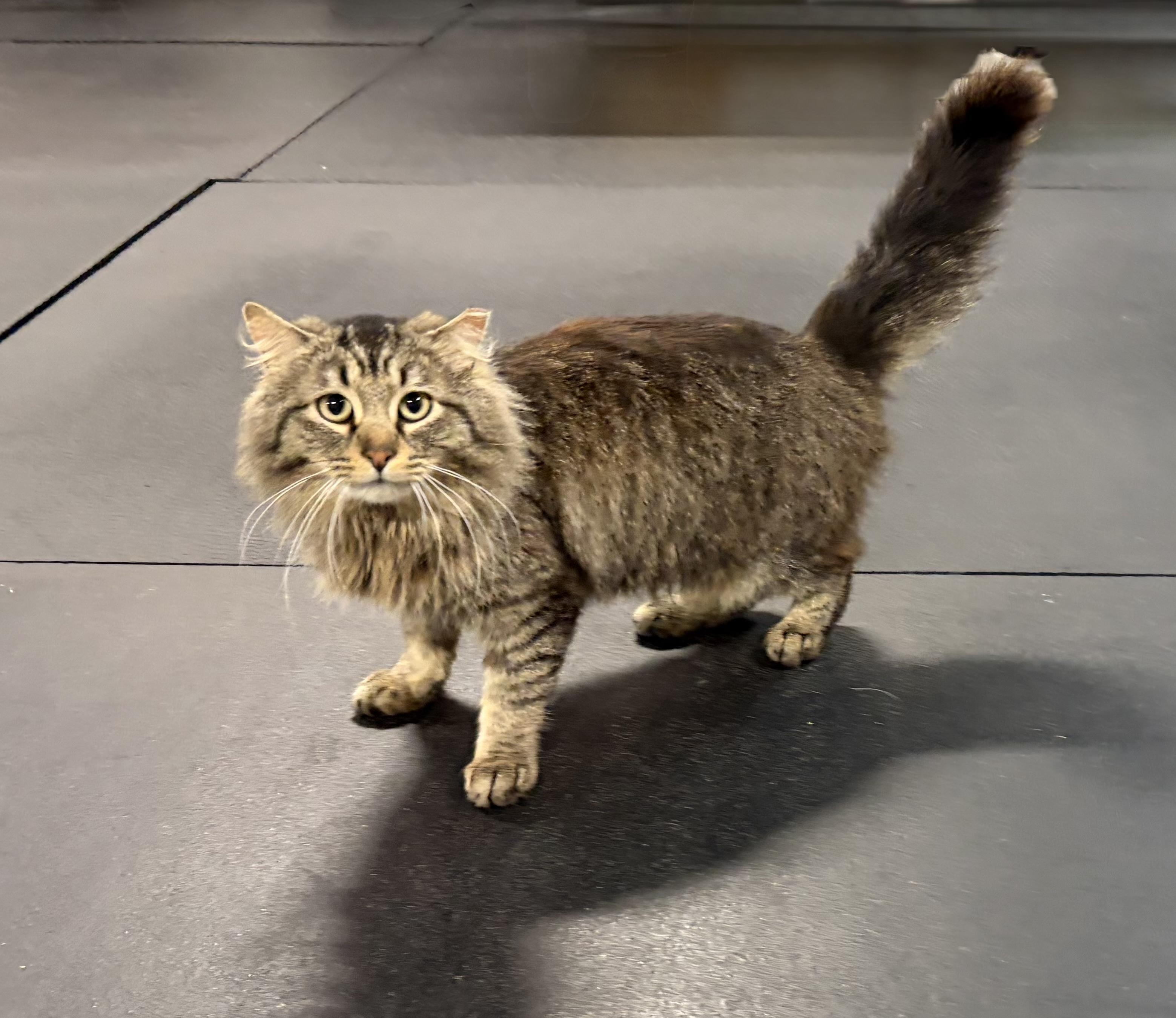 Enlarge Mr. Fluffy Pants, a ADOPTABLE mixed breed in Melbourne, AR image 2/6