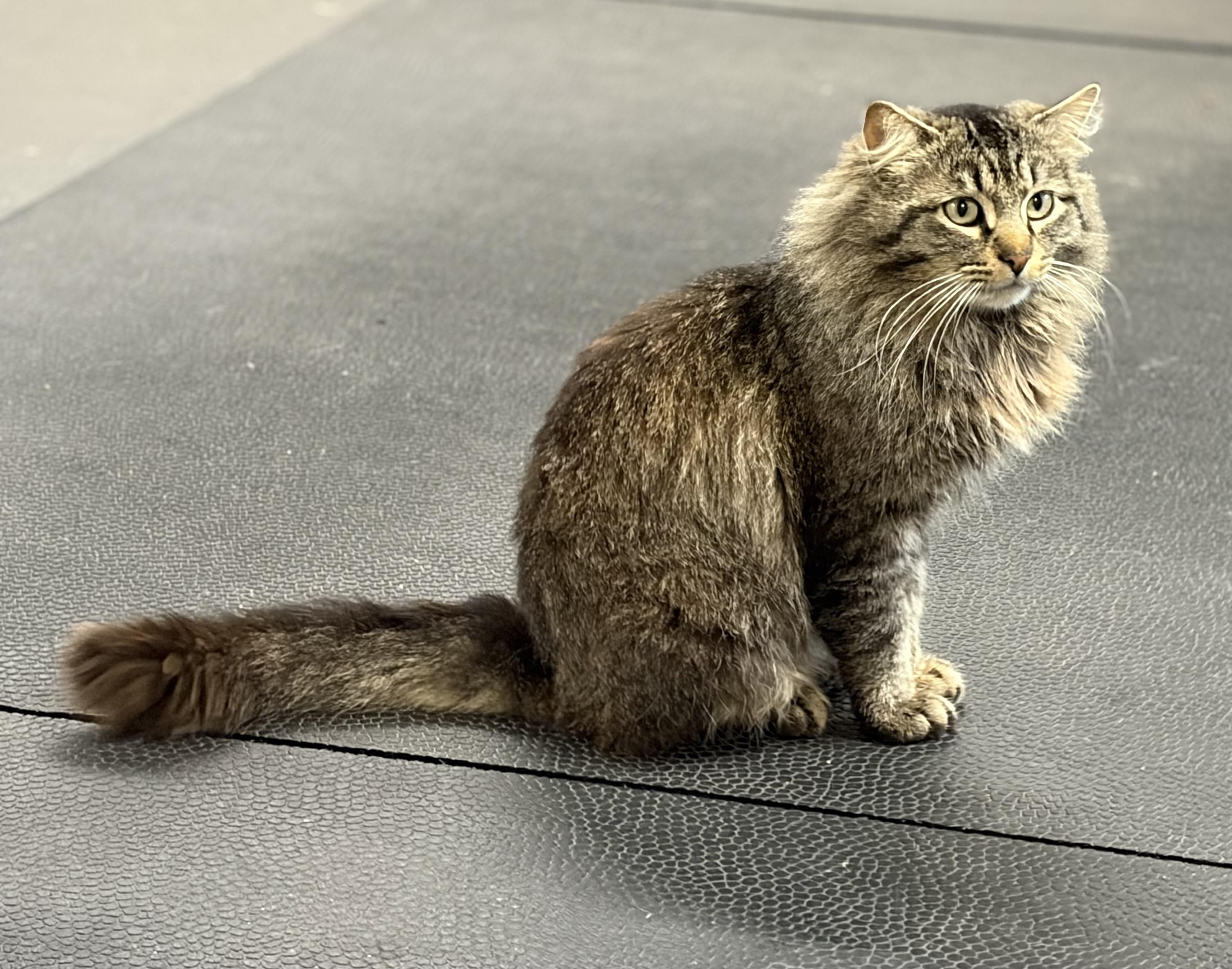 Enlarge Mr. Fluffy Pants, a ADOPTABLE mixed breed in Melbourne, AR image 3/6
