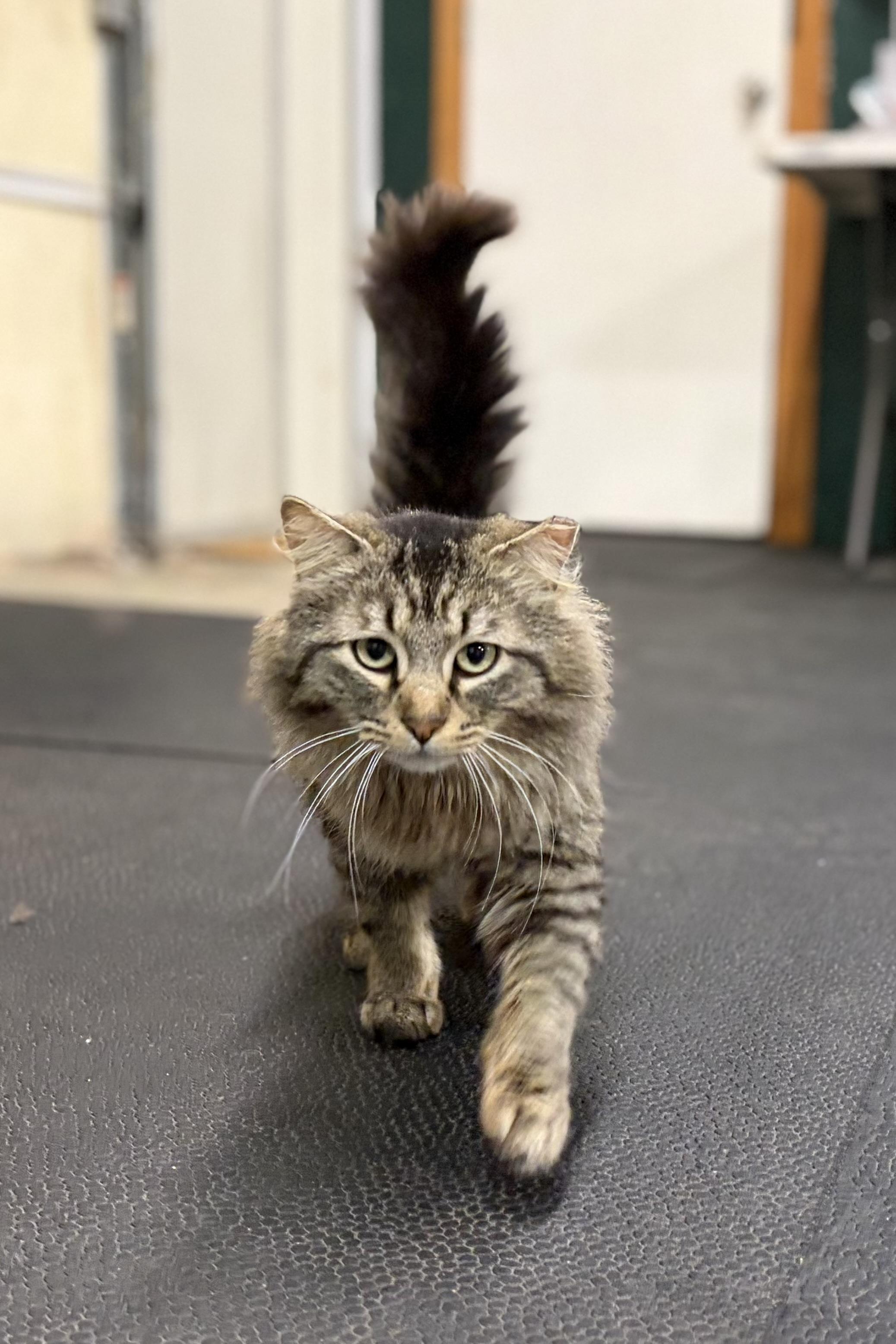 Enlarge Mr. Fluffy Pants, a ADOPTABLE mixed breed in Melbourne, AR image 5/6