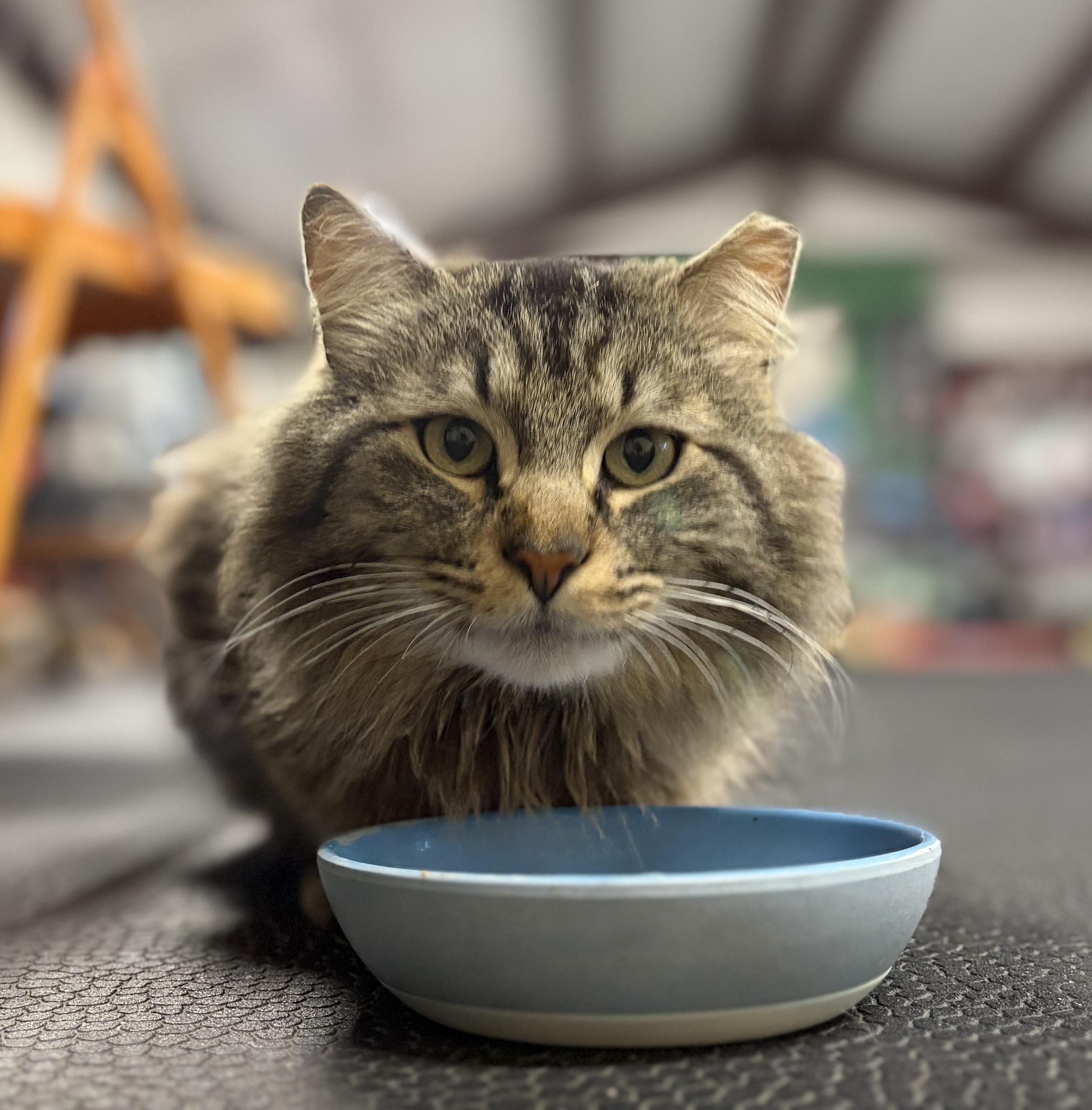Mr. Fluffy Pants, ADOPTABLE, Young Male Domestic Medium Hair & Maine Coon.