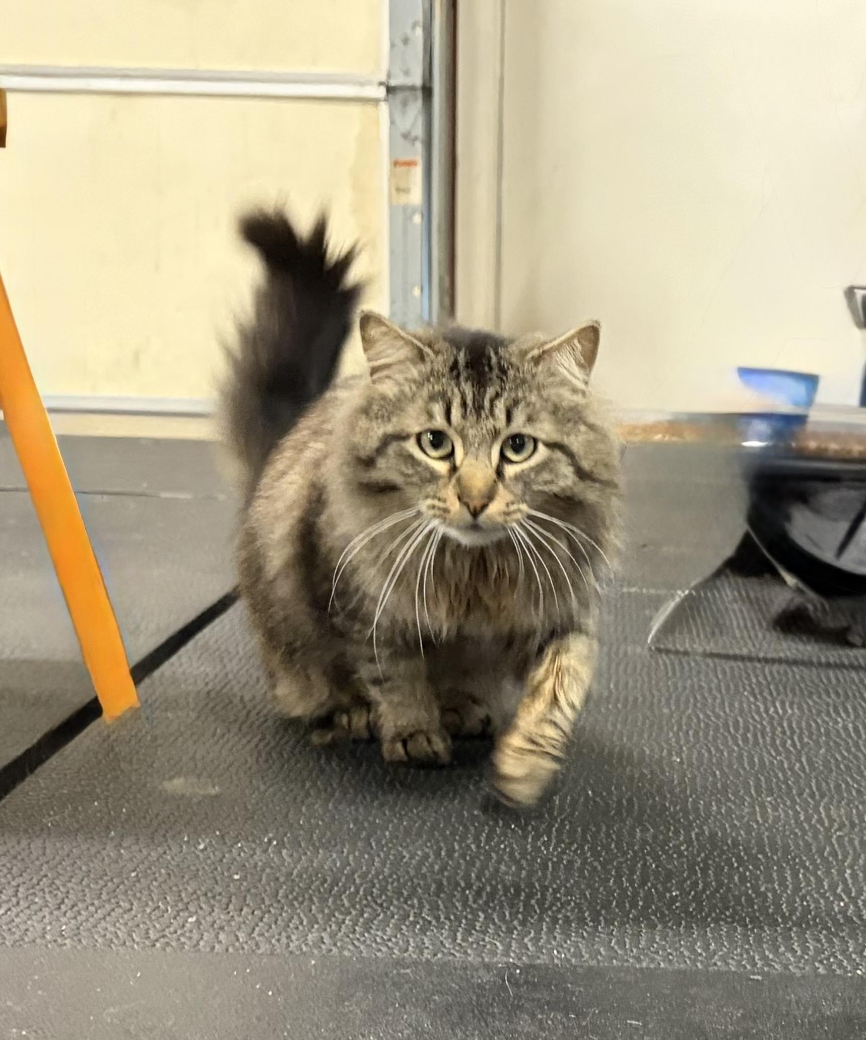 Enlarge Mr. Fluffy Pants, a ADOPTABLE mixed breed in Melbourne, AR image 4/6