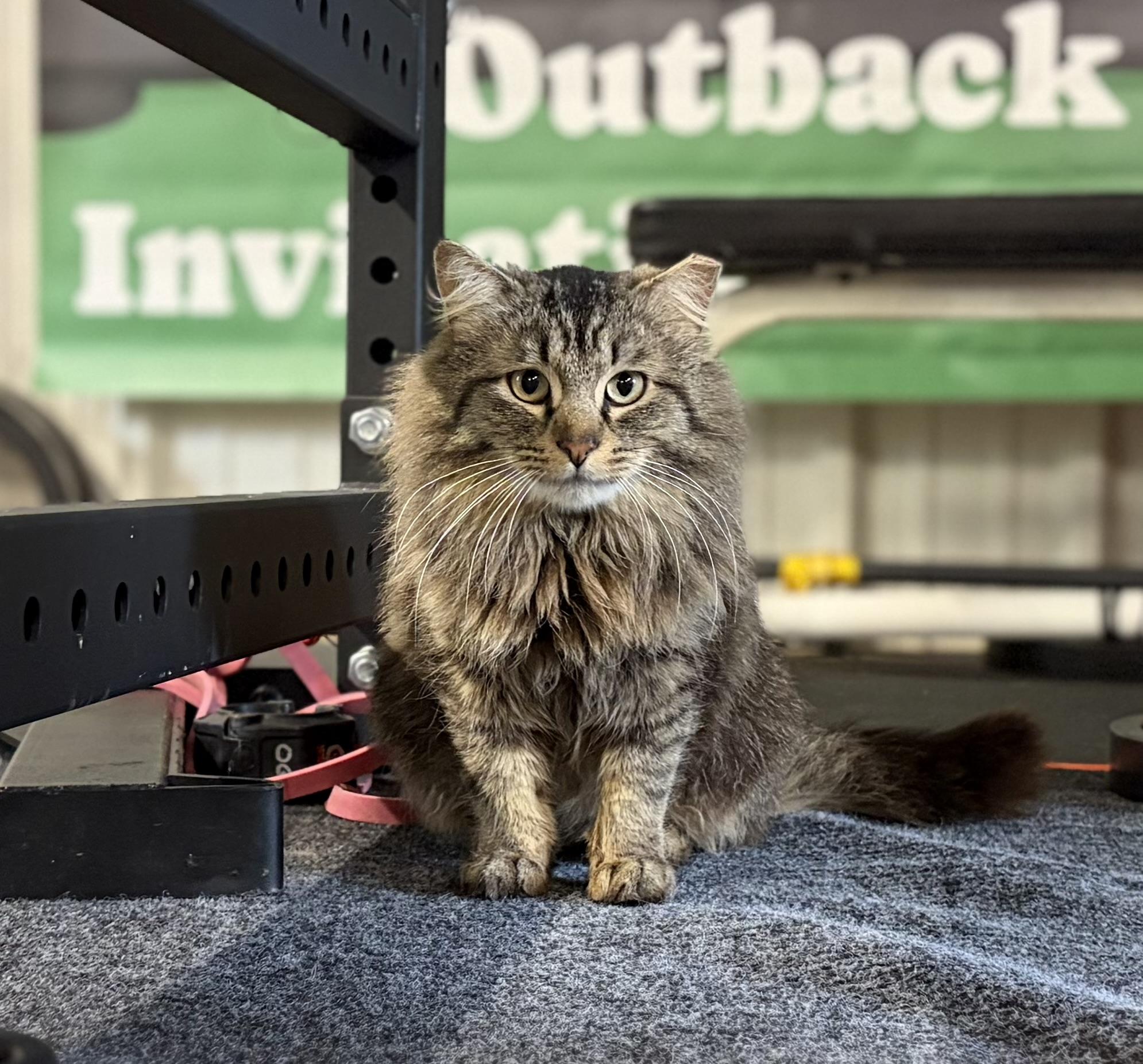 Enlarge Mr. Fluffy Pants, a ADOPTABLE mixed breed in Melbourne, AR image 6/6