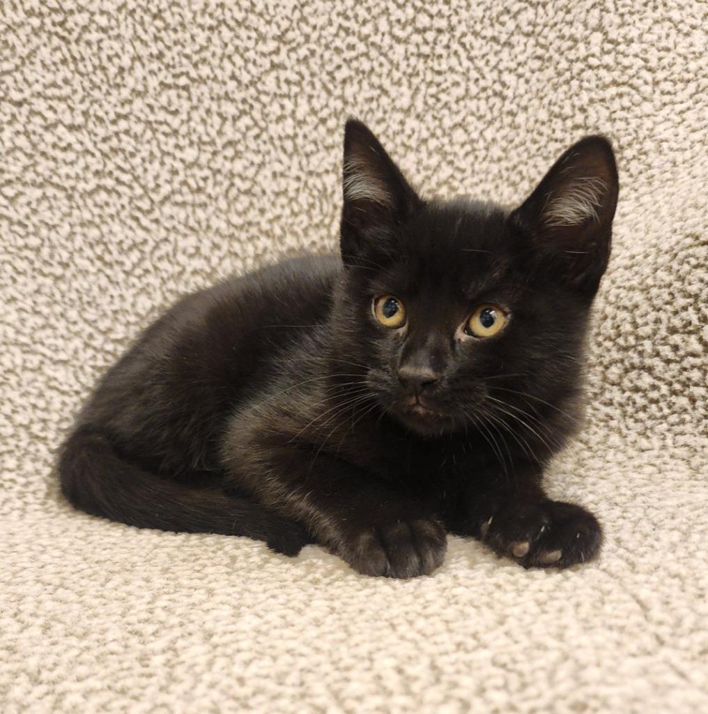 Azura, Adoptable, Kitten Female Domestic Short Hair.