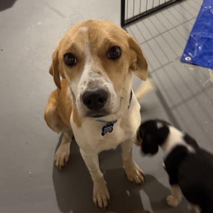 Enlarge Momma Mama, a Adoptable mixed breed in Phoenix, MD image 1/4