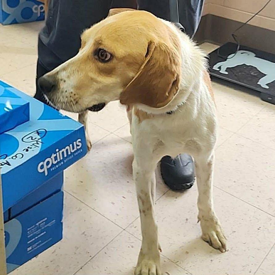 Enlarge Momma Mama, a Adoptable mixed breed in Phoenix, MD image 2/4