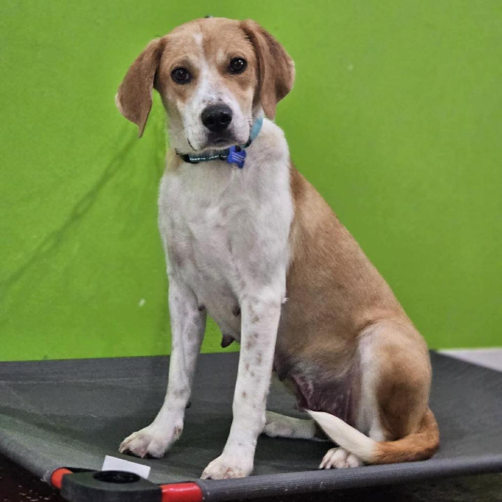 Enlarge Momma Mama, a Adoptable mixed breed in Phoenix, MD image 3/5