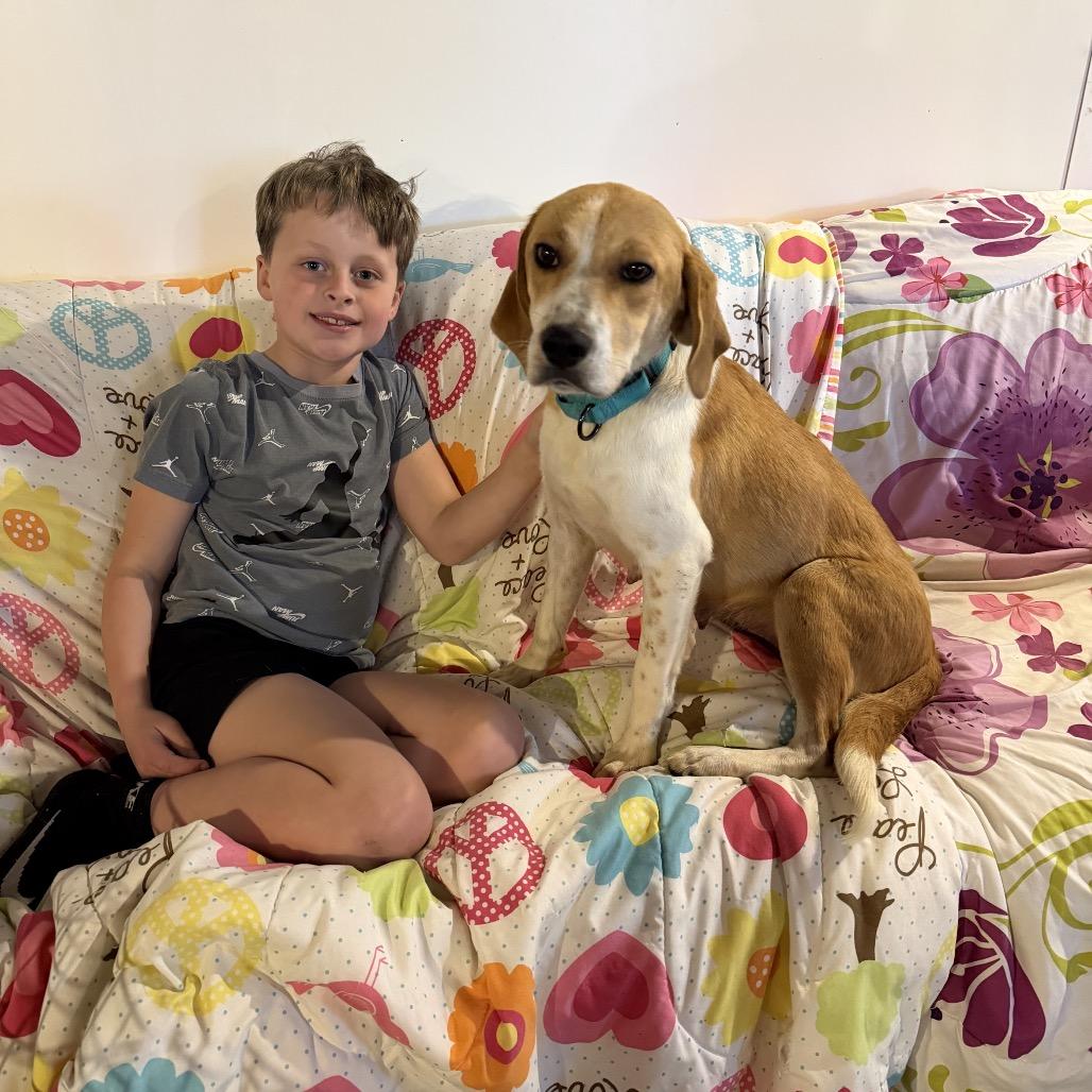 Enlarge Momma Mama, a Adoptable mixed breed in Phoenix, MD image 3/4