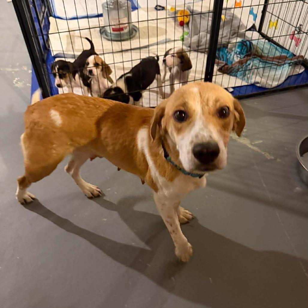 Enlarge Momma Mama, a Adoptable mixed breed in Phoenix, MD image 4/4