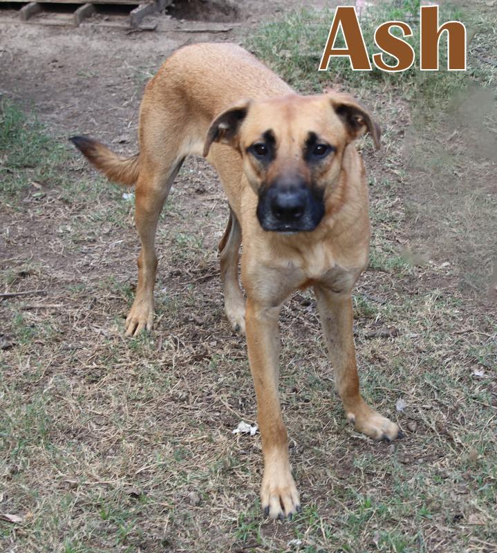 ASH photo 4