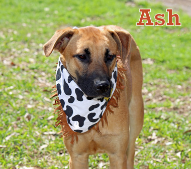 ASH photo 2