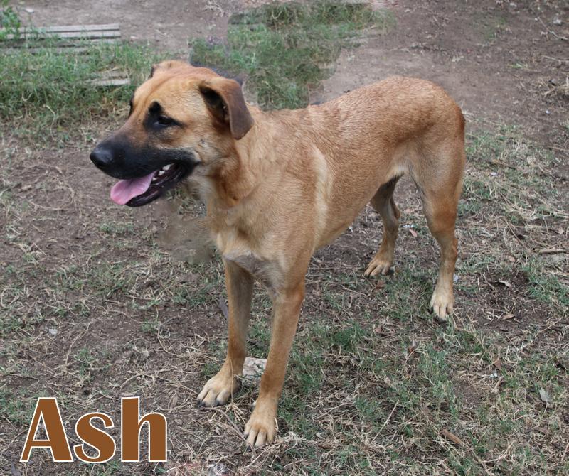 ASH photo 1