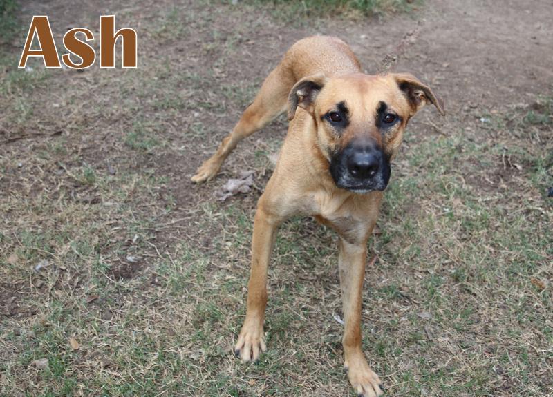 ASH photo 5