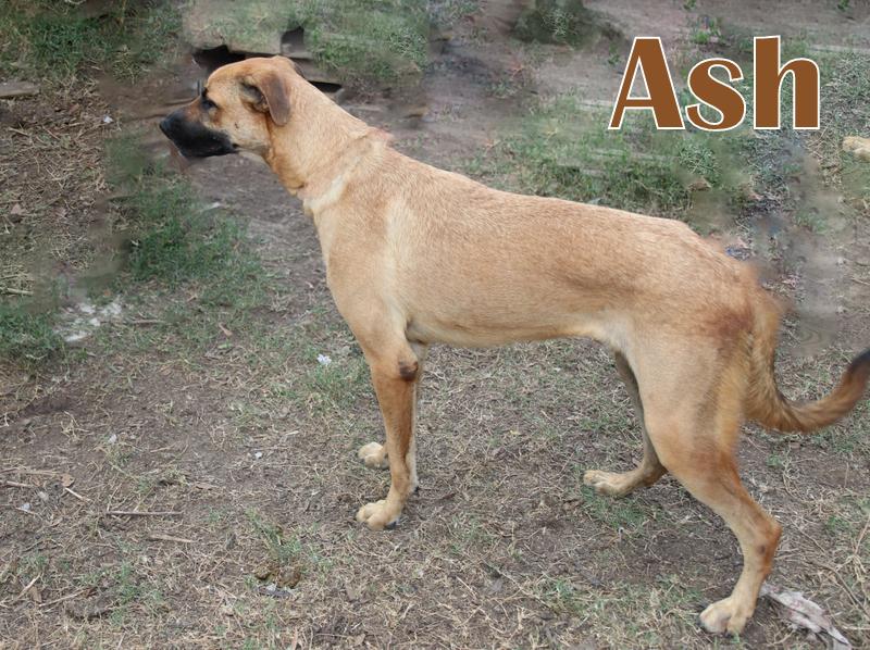 ASH photo 3