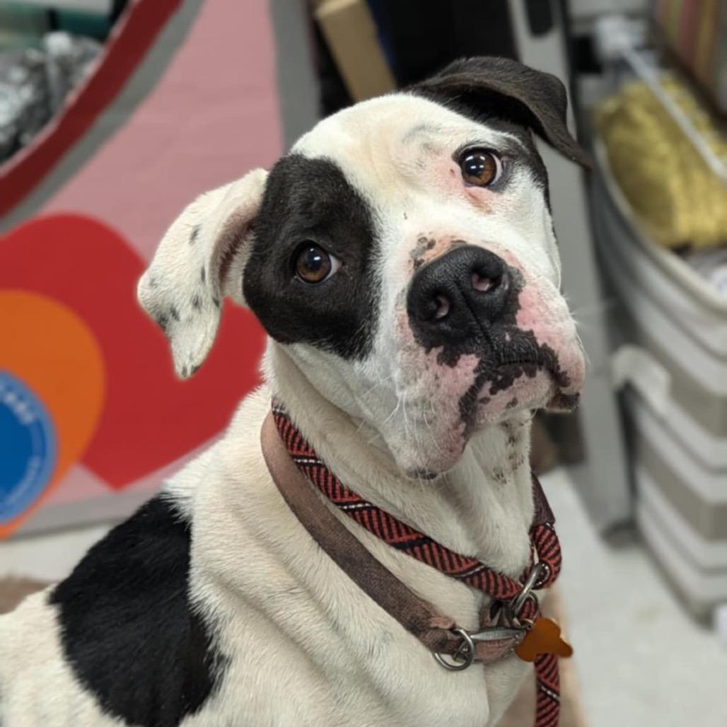 Divinity — thumbnail 6