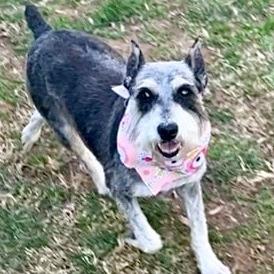 Enlarge Maya, a Adoptable Schnauzer in Potomac, MD image 1/1